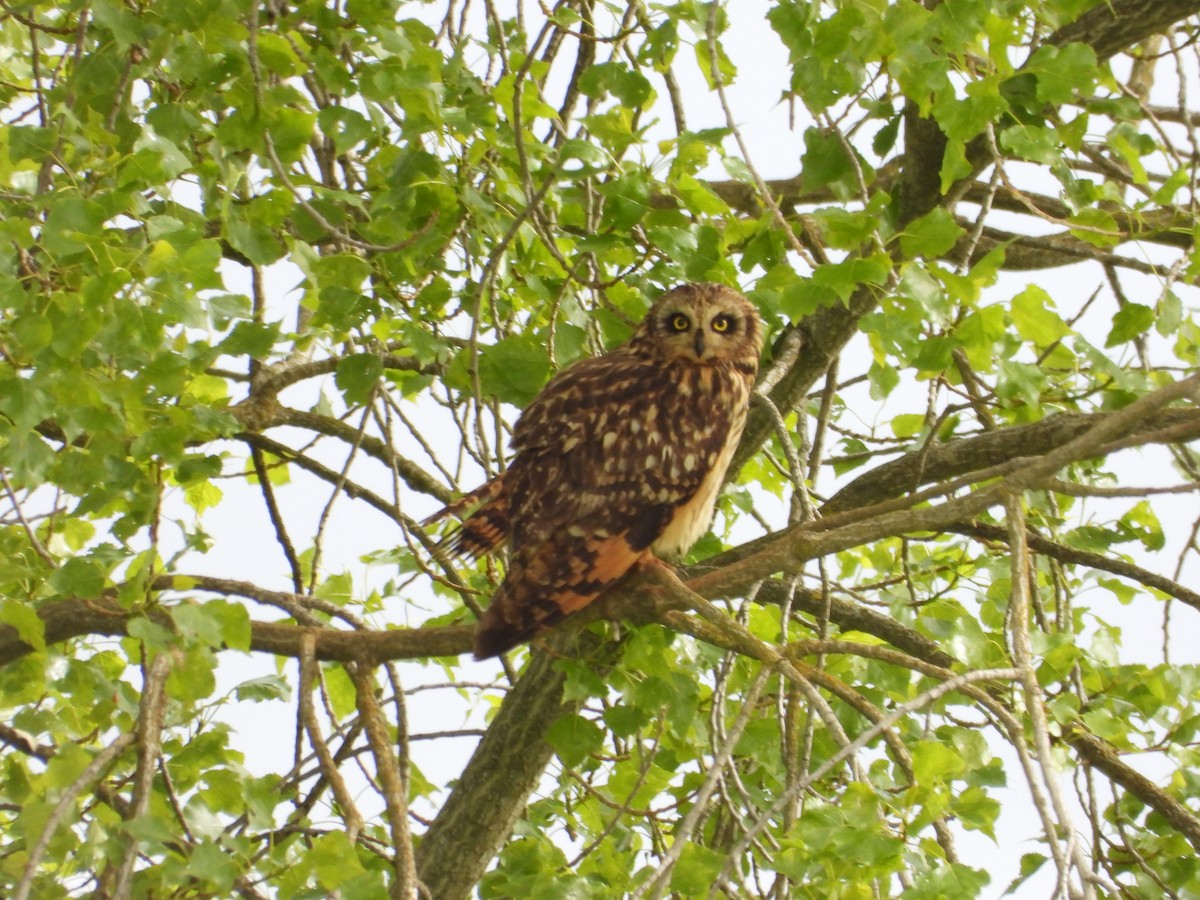 Short-eared Owl - ML619483758