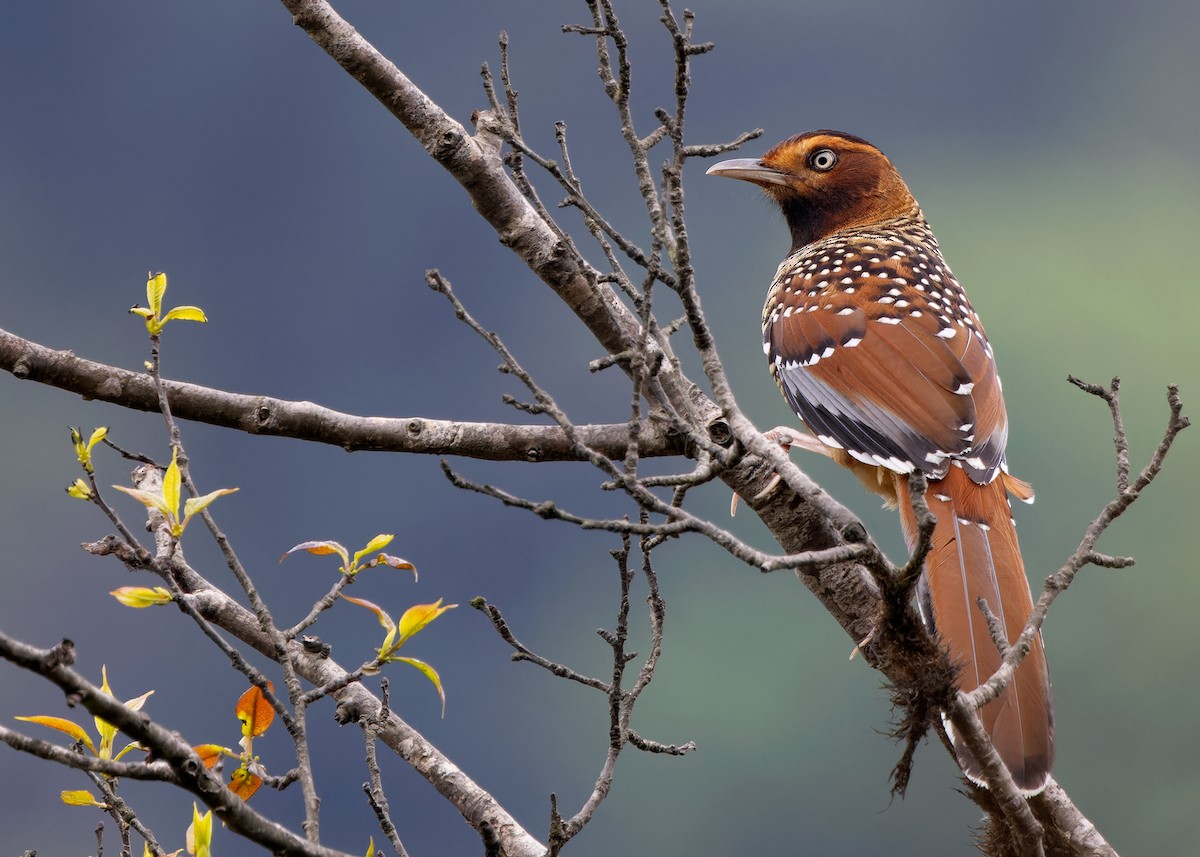 Spotted Laughingthrush - ML619483800