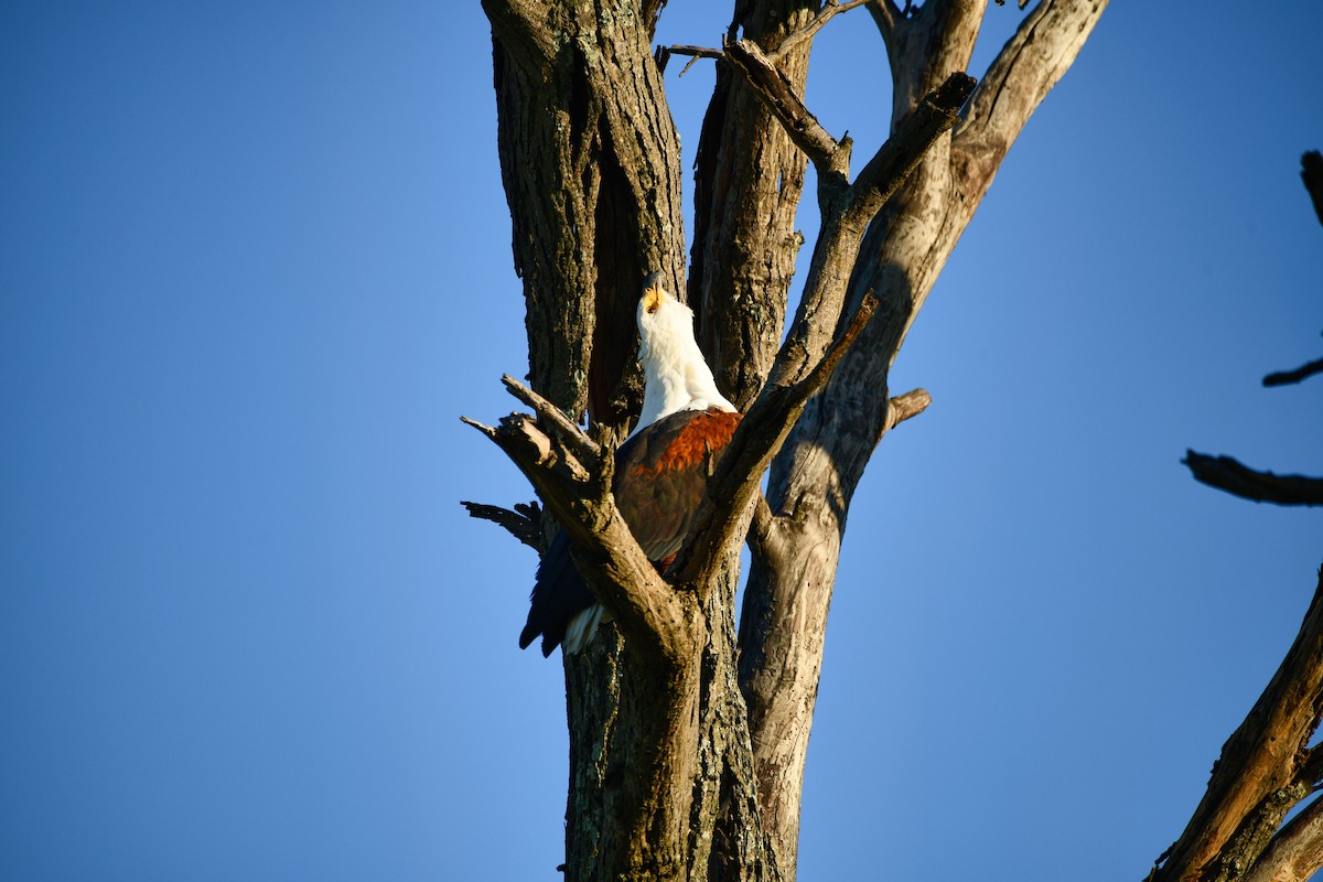 African Fish-Eagle - ML619483807
