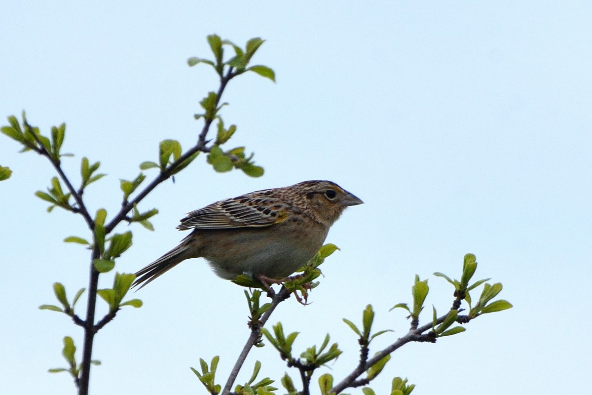 Grasshopper Sparrow - ML619483822