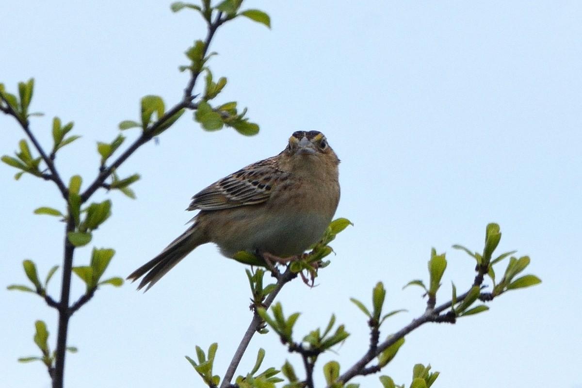 Grasshopper Sparrow - ML619483823