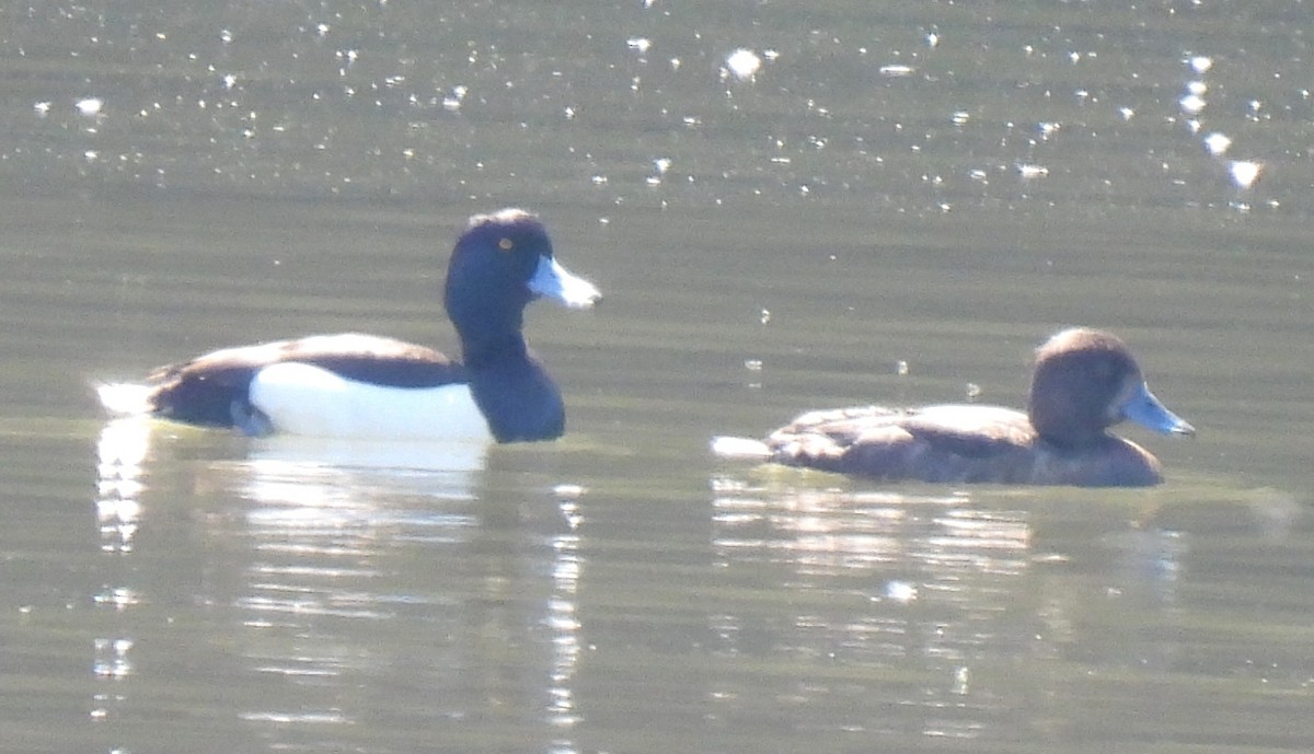 Tufted Duck - ML619483895