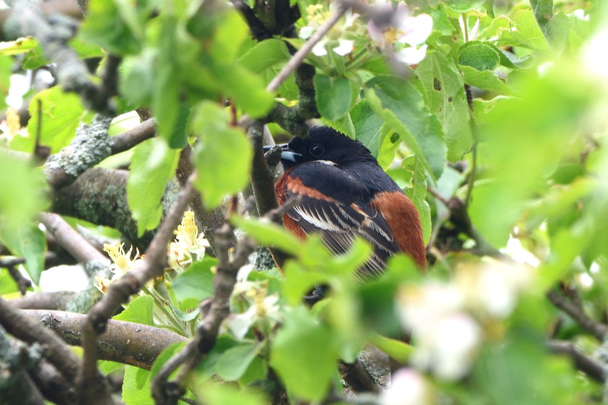 Orchard Oriole - ML619483902