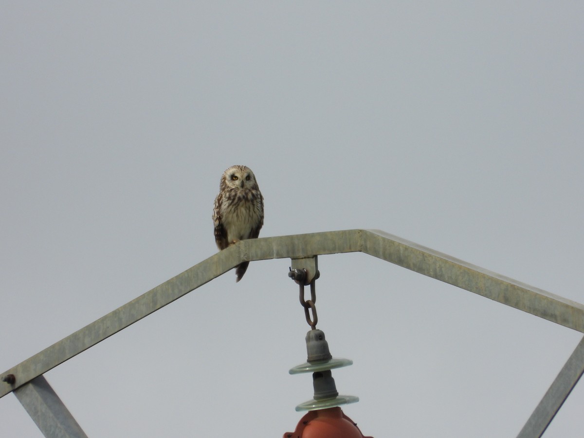 Short-eared Owl - ML619483908