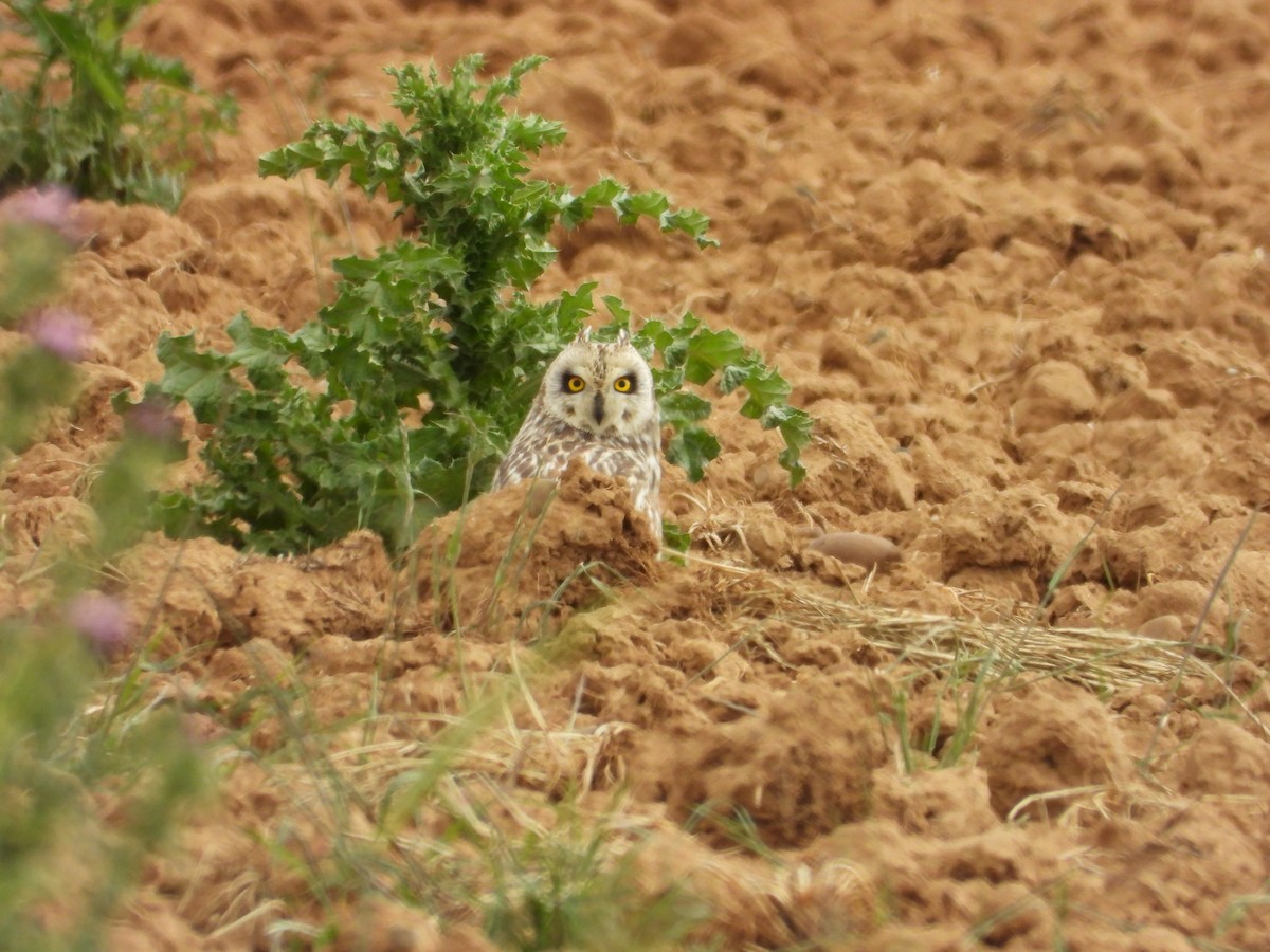 Short-eared Owl - ML619483909