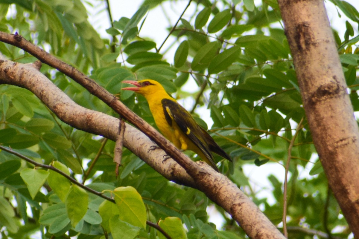 Indian Golden Oriole - ML619484004