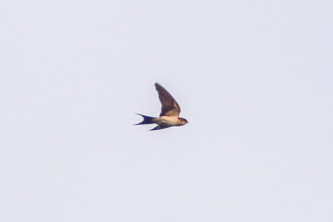 Red-rumped Swallow - ML619484020