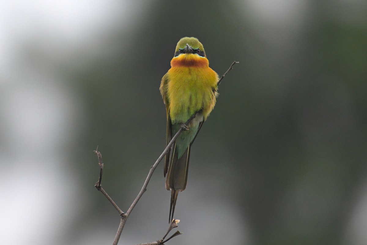 Blue-tailed Bee-eater - ML619484072
