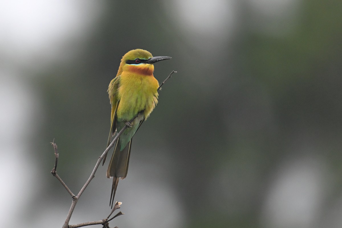 Blue-tailed Bee-eater - ML619484073