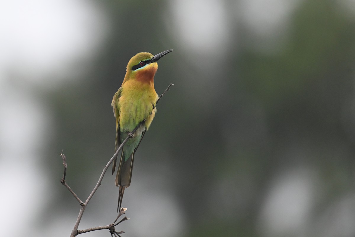 Blue-tailed Bee-eater - ML619484074