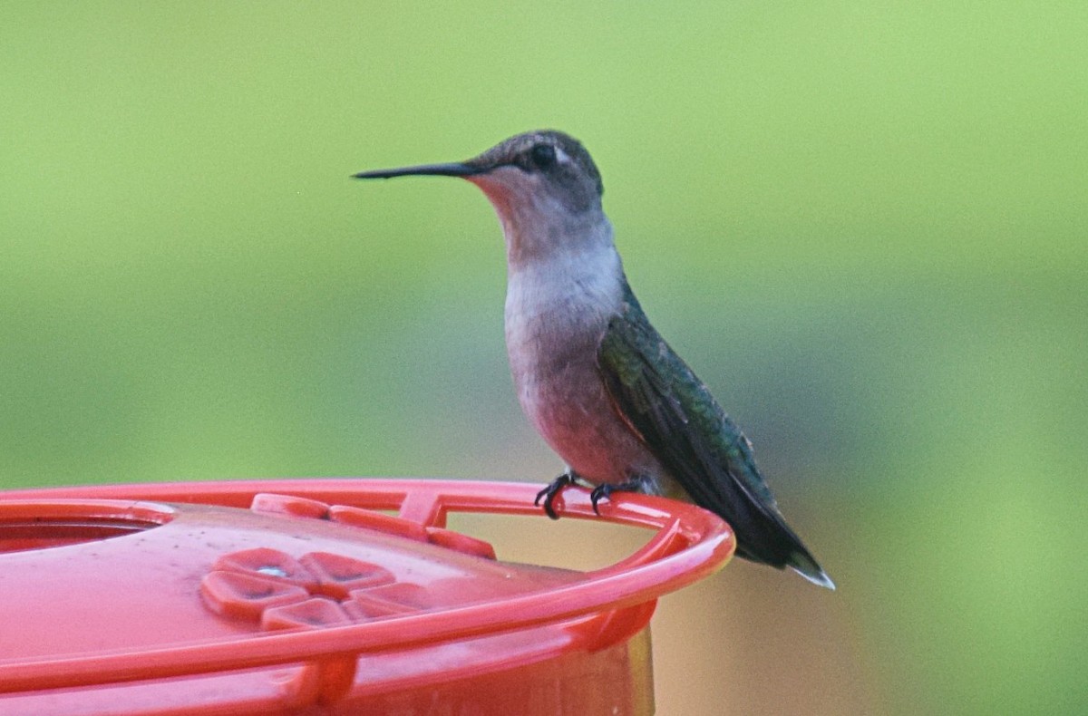 Ruby-throated Hummingbird - ML619484087
