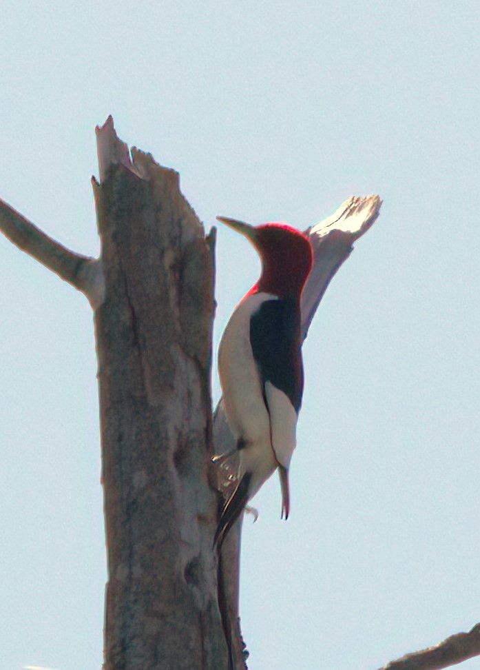 Red-headed Woodpecker - ML619484088