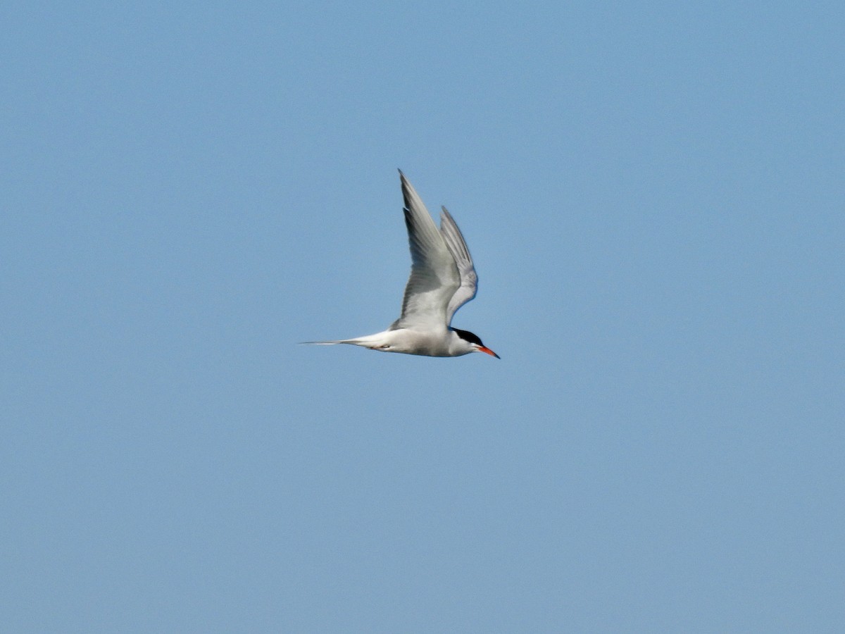 Common Tern - ML619484306