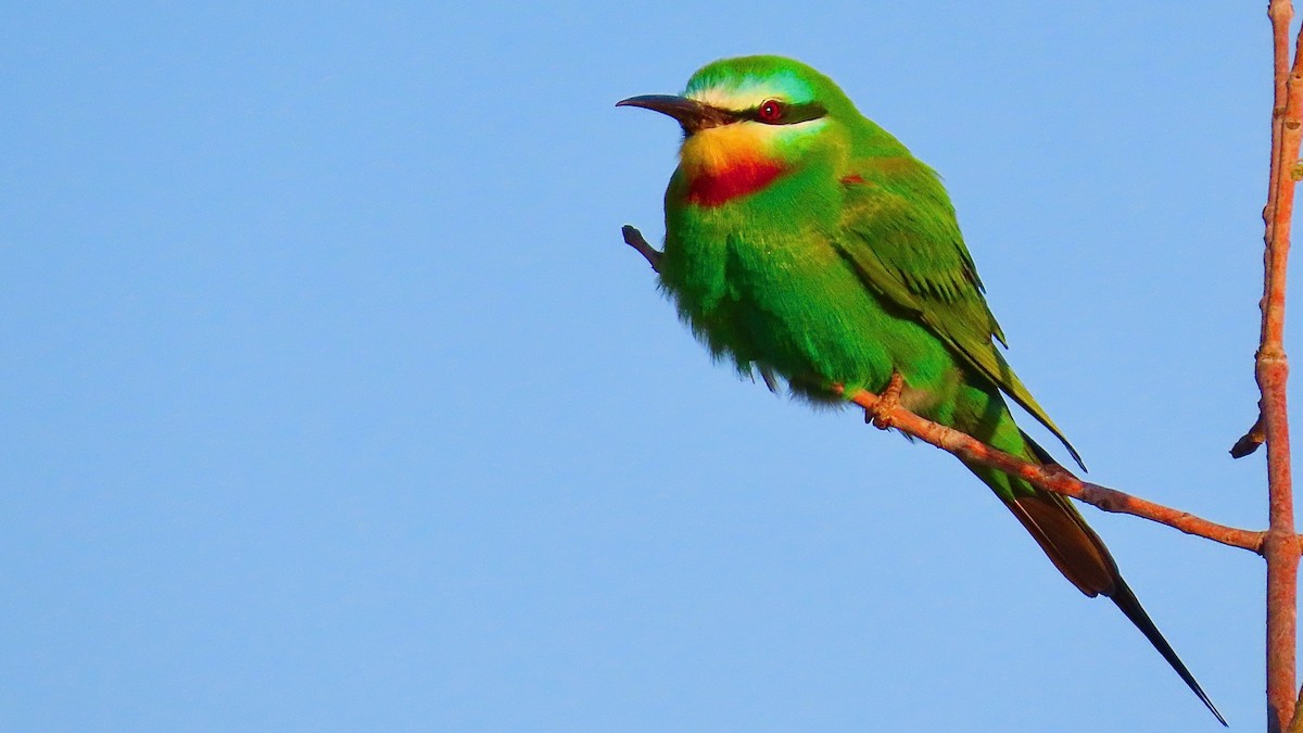 Blue-cheeked Bee-eater - ML619484344