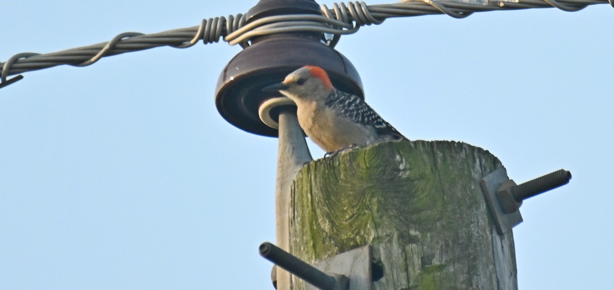 Red-bellied Woodpecker - ML619484349