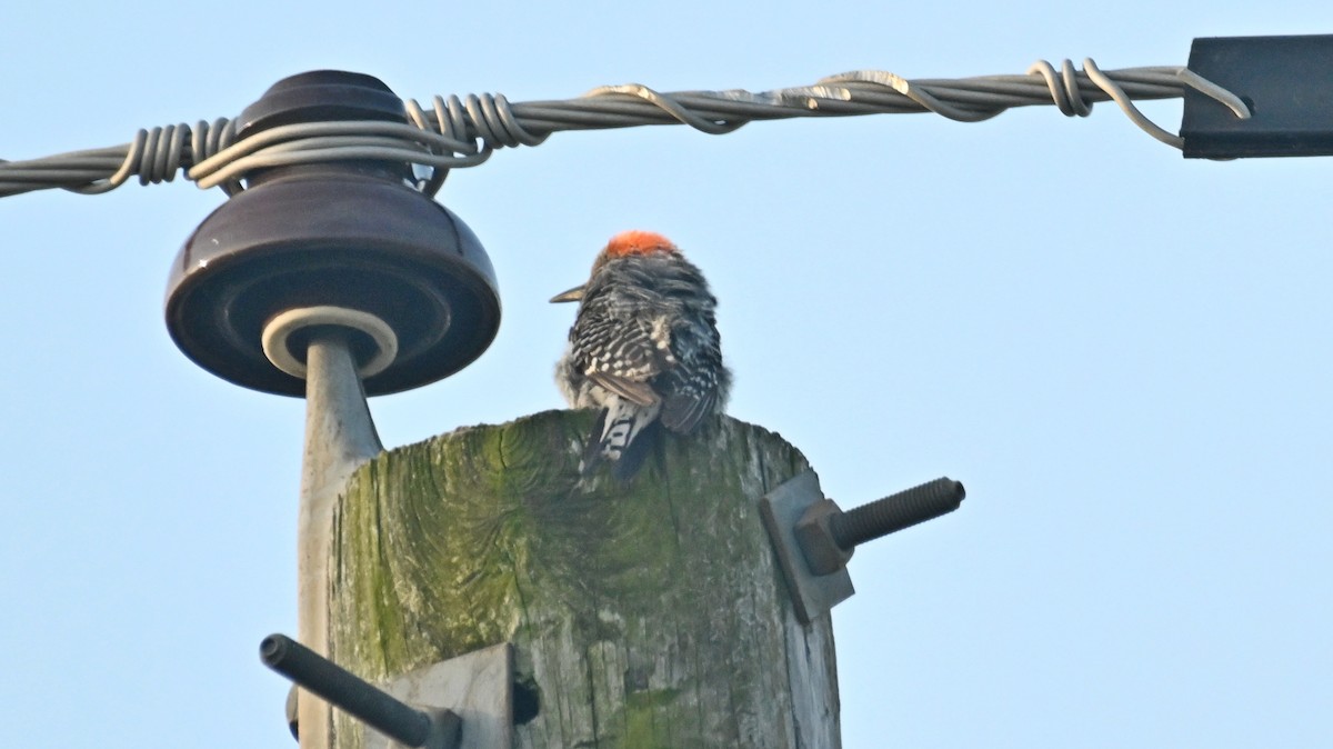 Red-bellied Woodpecker - ML619484350