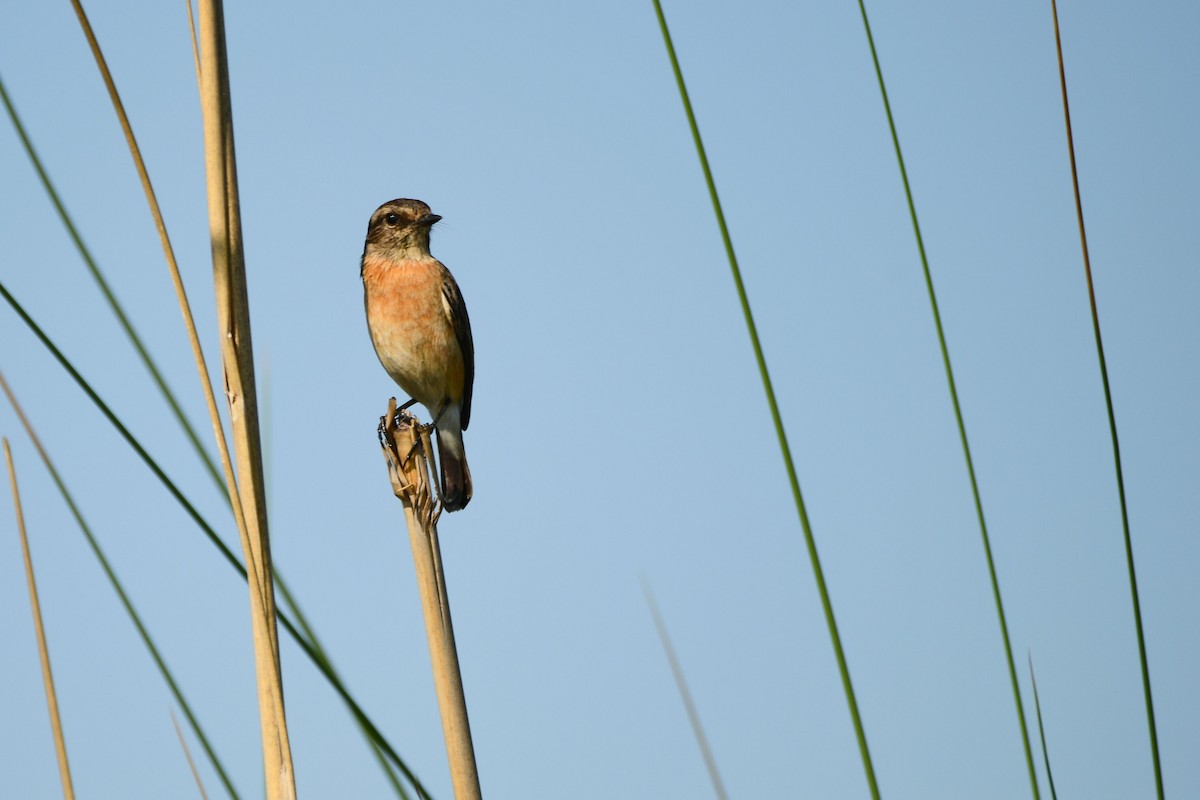 African Stonechat - ML619484463