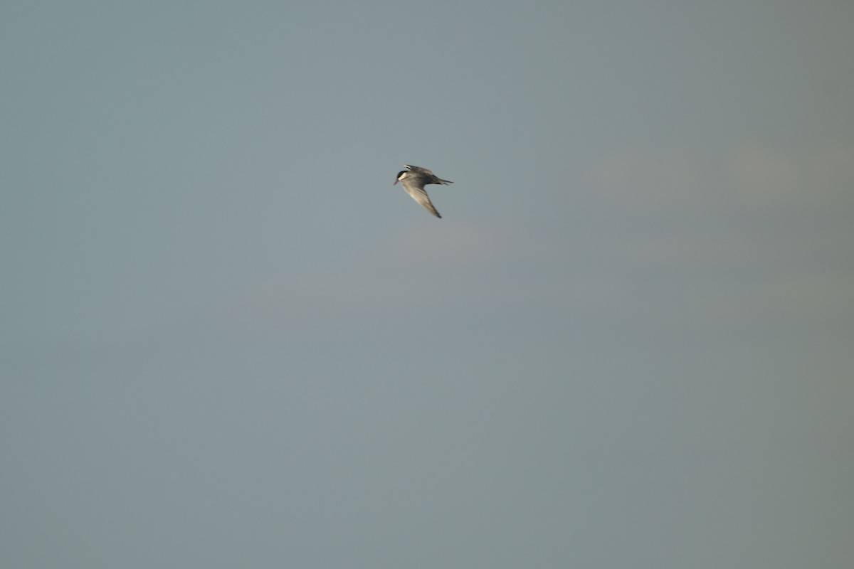 Weißbart-Seeschwalbe - ML619484526