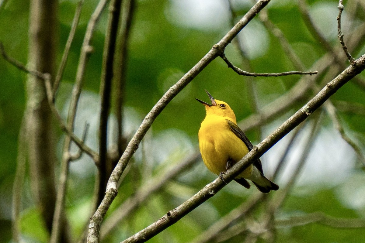Prothonotary Warbler - ML619484528
