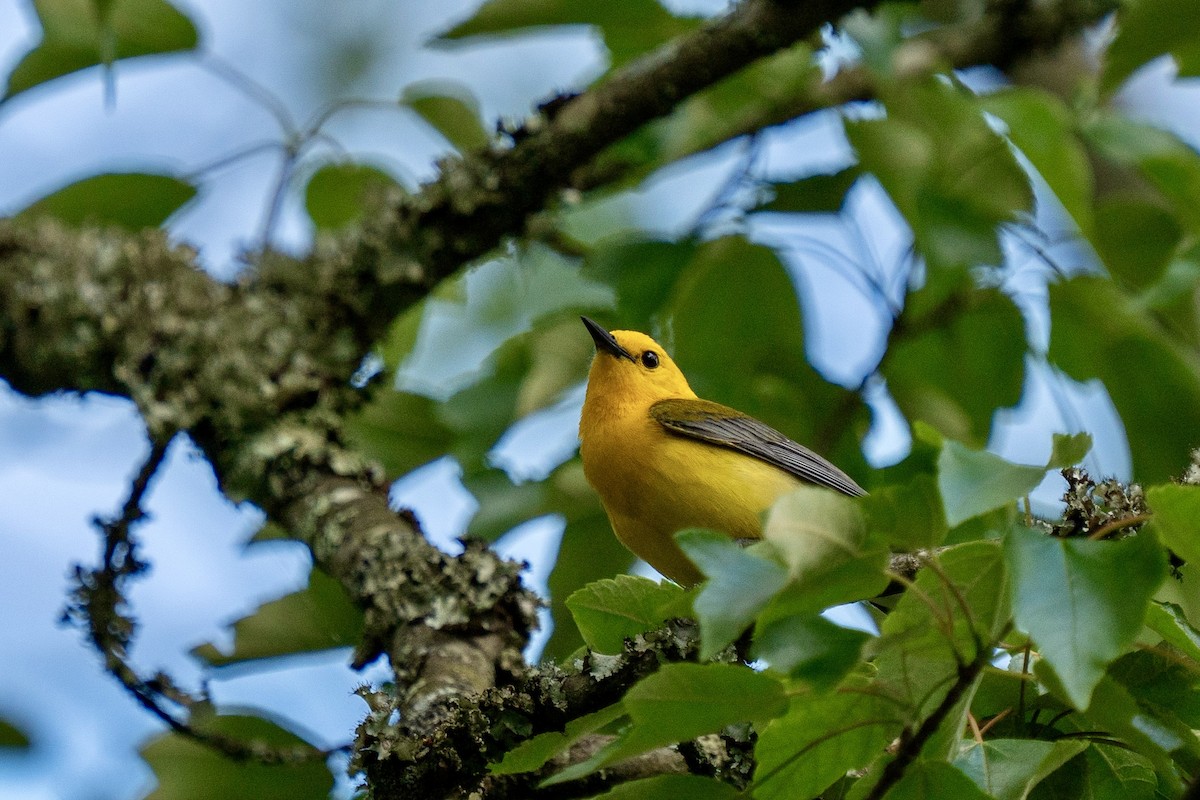 Prothonotary Warbler - ML619484529
