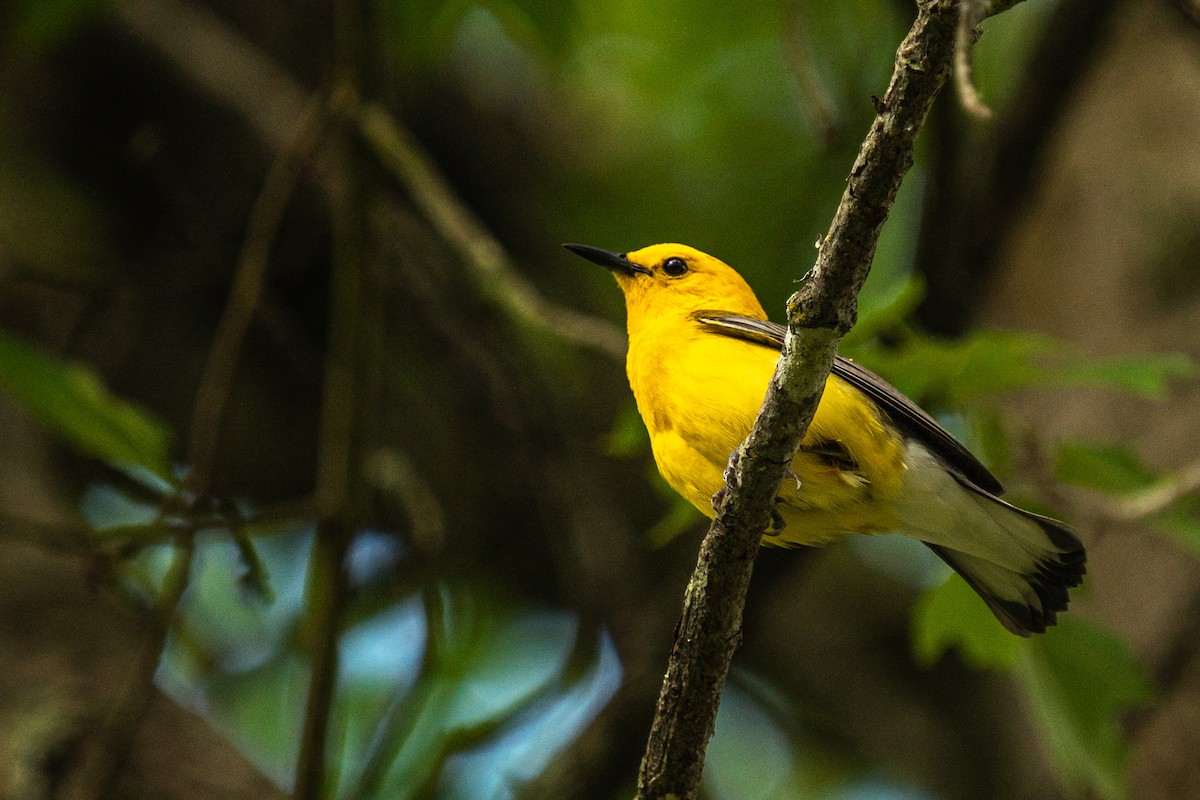 Prothonotary Warbler - ML619484530