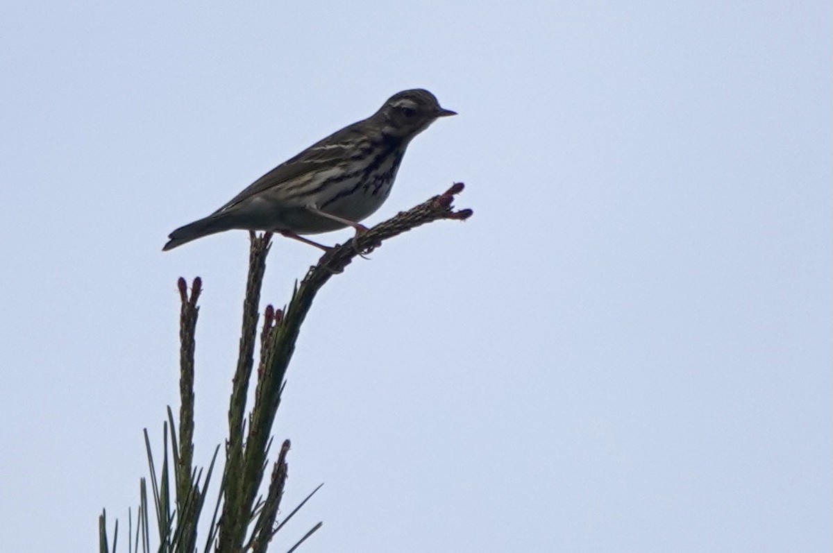 Olive-backed Pipit - ML619484535