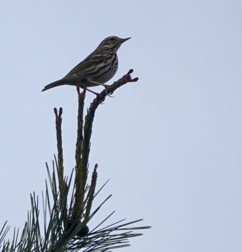 Olive-backed Pipit - ML619484536
