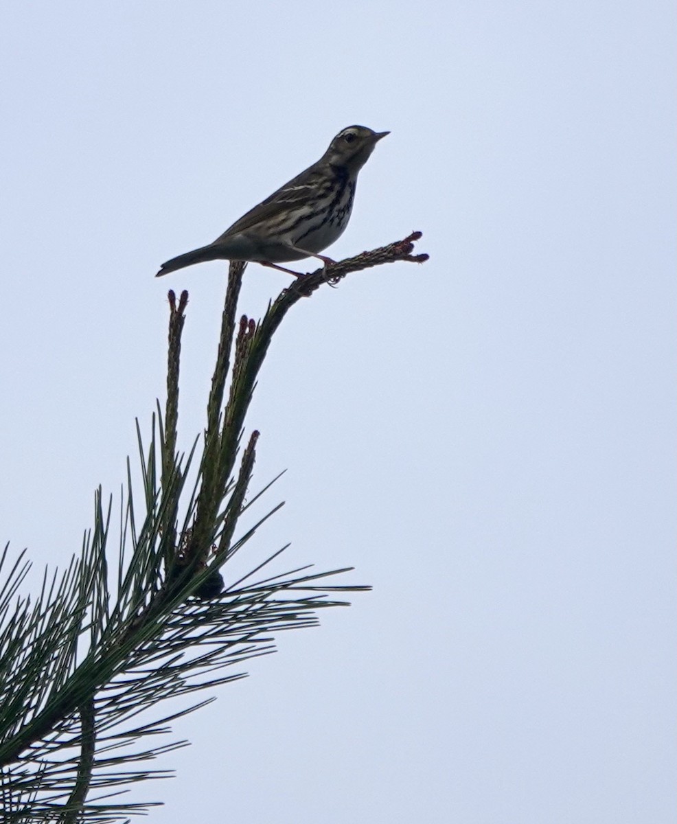 Olive-backed Pipit - ML619484537