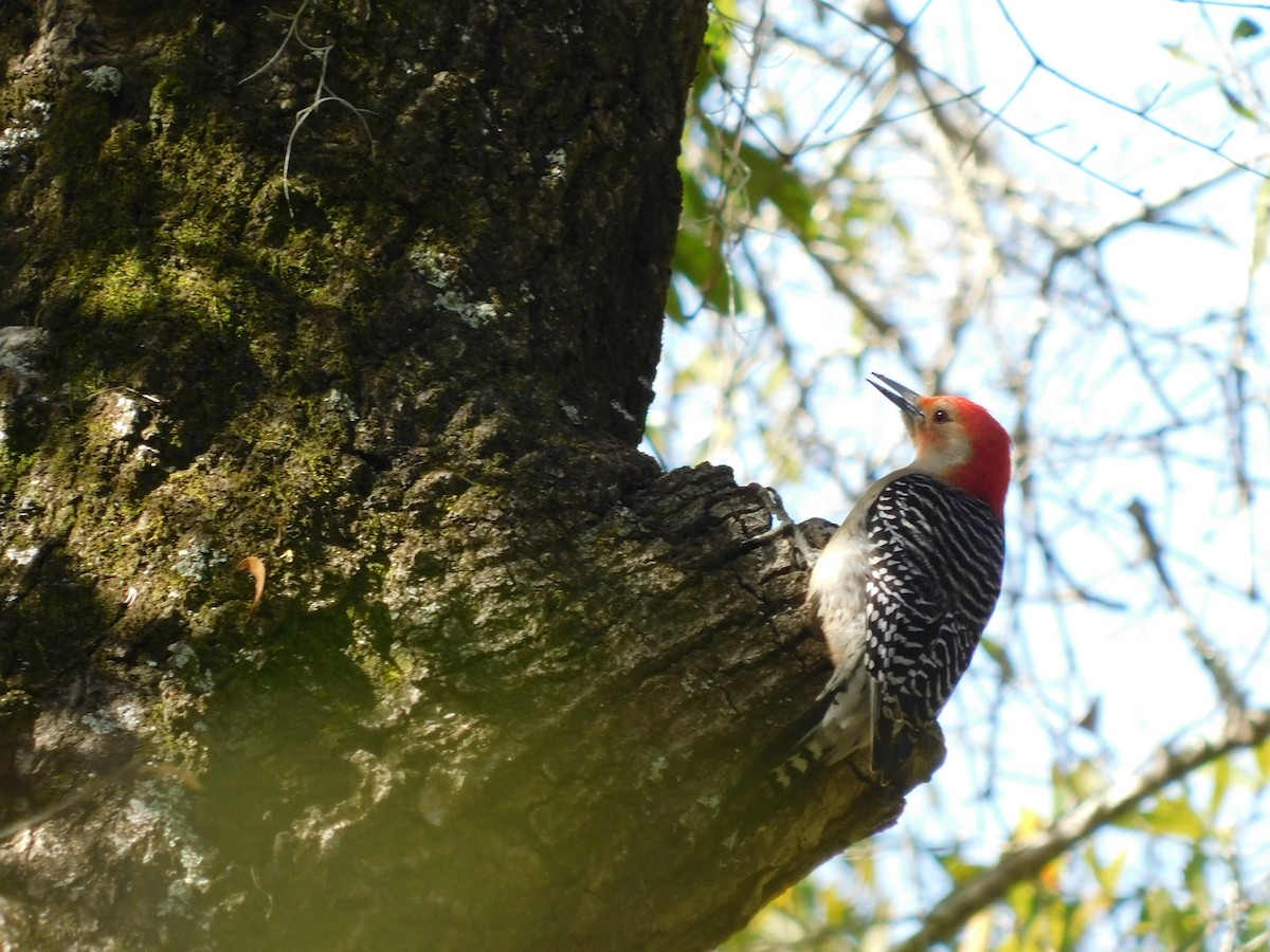 Red-bellied Woodpecker - ML619484560