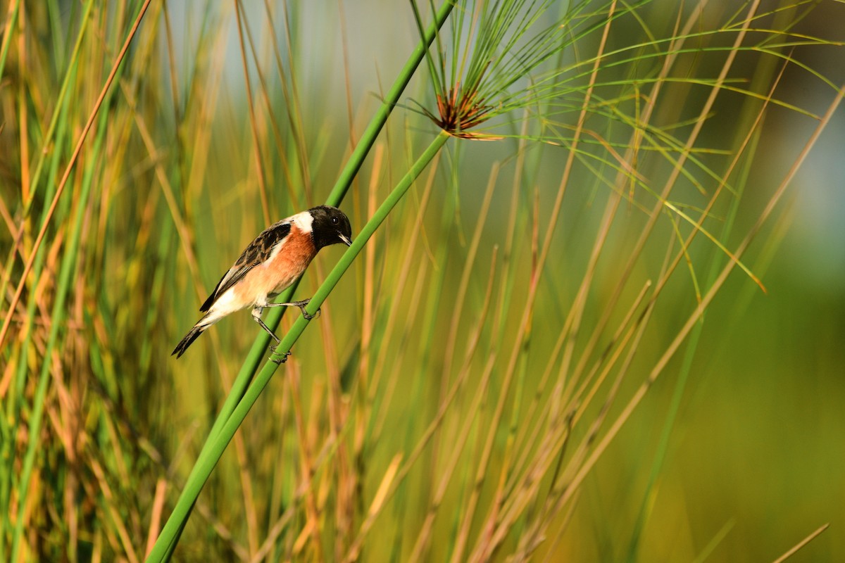African Stonechat - ML619484561