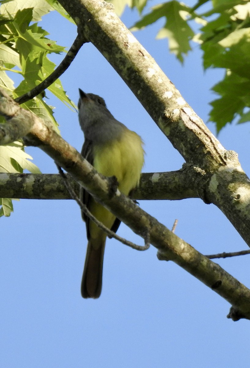 Great Crested Flycatcher - ML619484580