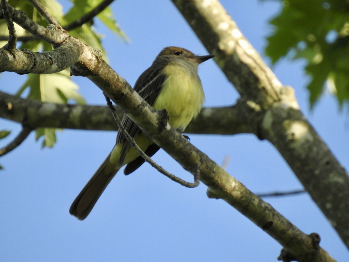 Great Crested Flycatcher - ML619484582