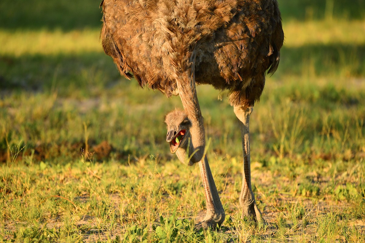Common Ostrich - ML619484597