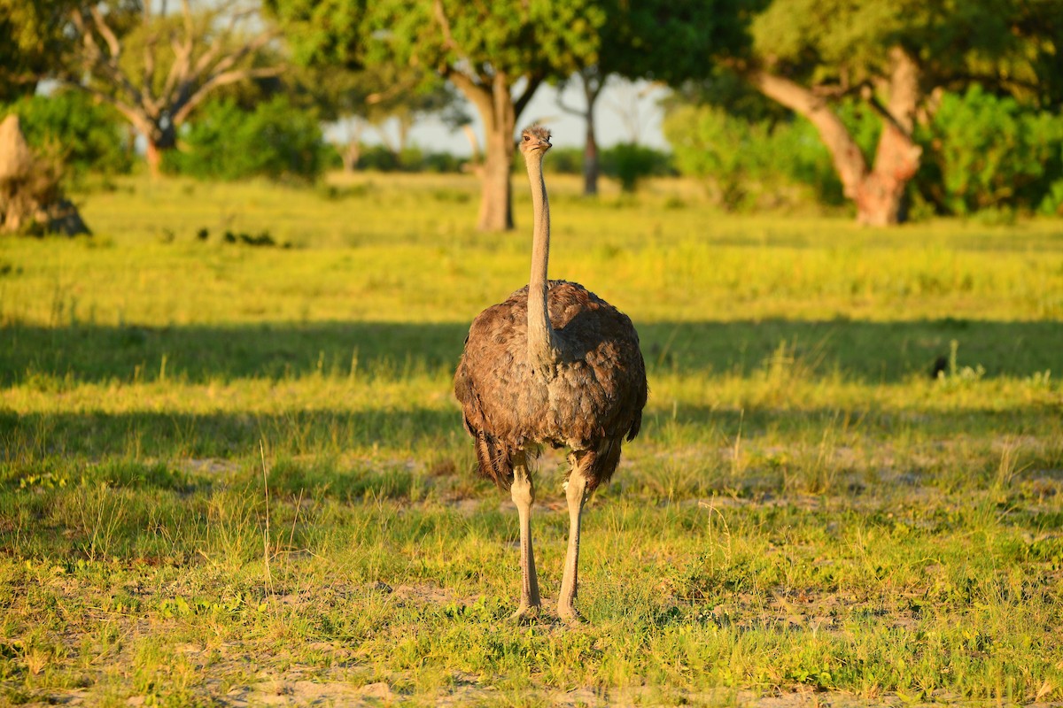 Common Ostrich - ML619484599