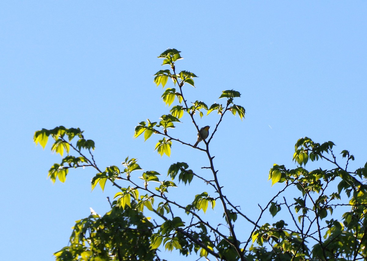 Yellow-throated Warbler - ML619484616