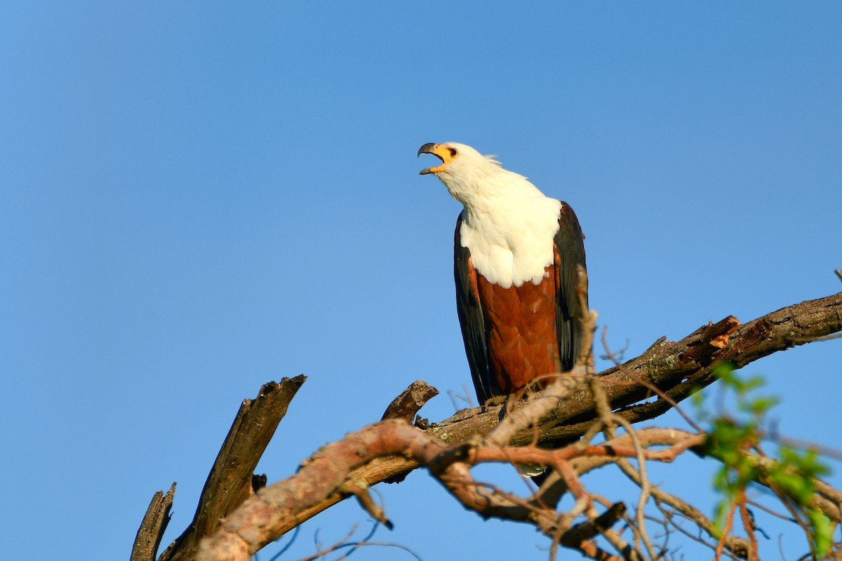 African Fish-Eagle - ML619484629