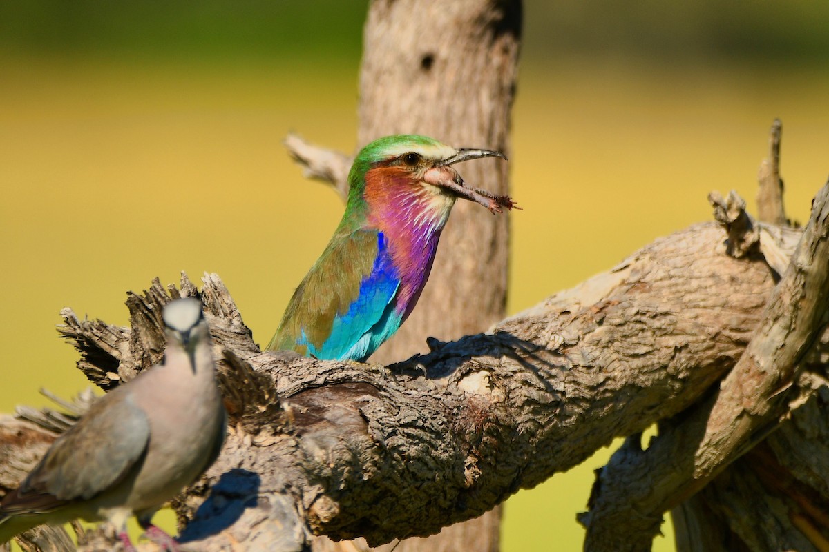 Lilac-breasted Roller - ML619484643