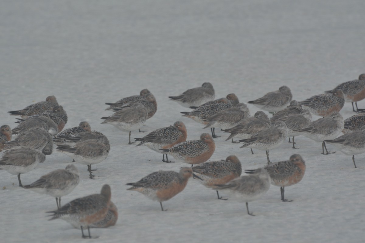 Red Knot - ML619484693
