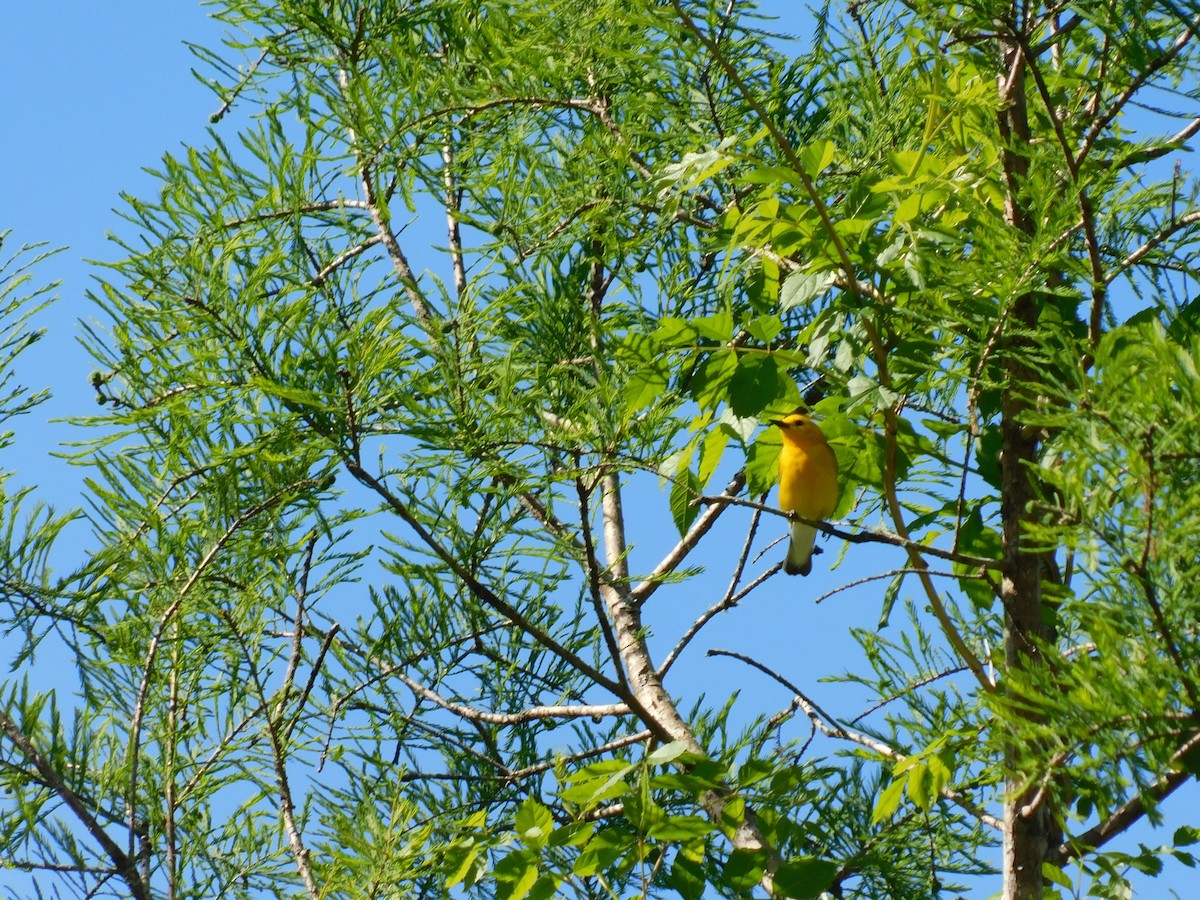 Prothonotary Warbler - ML619484717