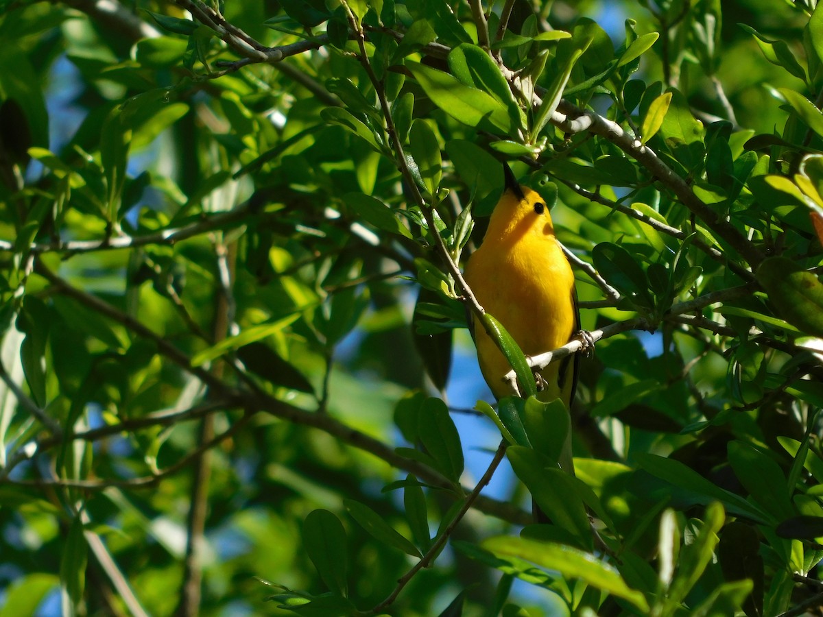 Prothonotary Warbler - ML619484732