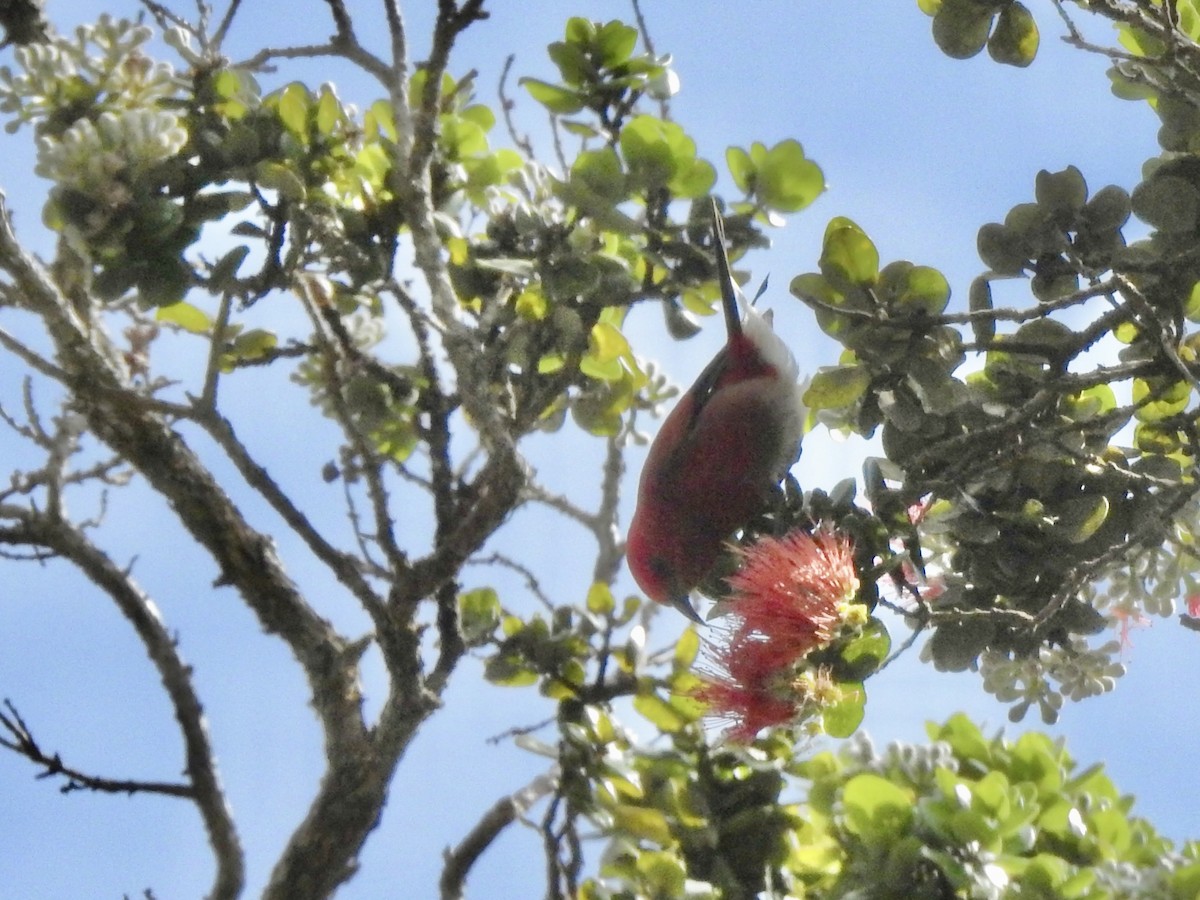 Apapanekleidervogel - ML619484792