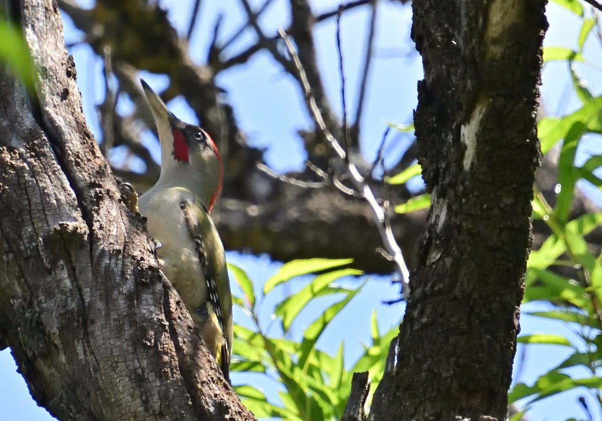 Iberian Green Woodpecker - ML619484806
