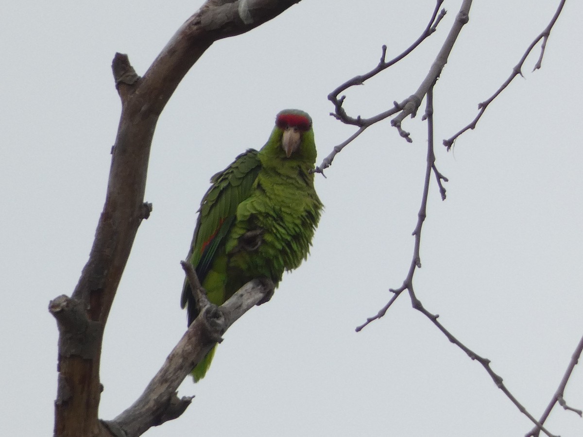 Lilac-crowned Parrot - ML619484896
