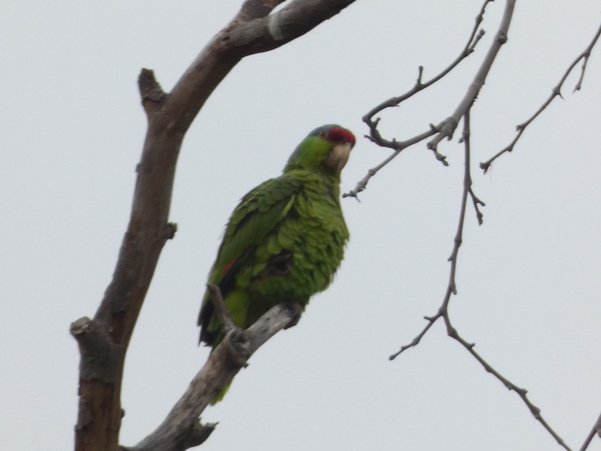 Lilac-crowned Parrot - ML619484897