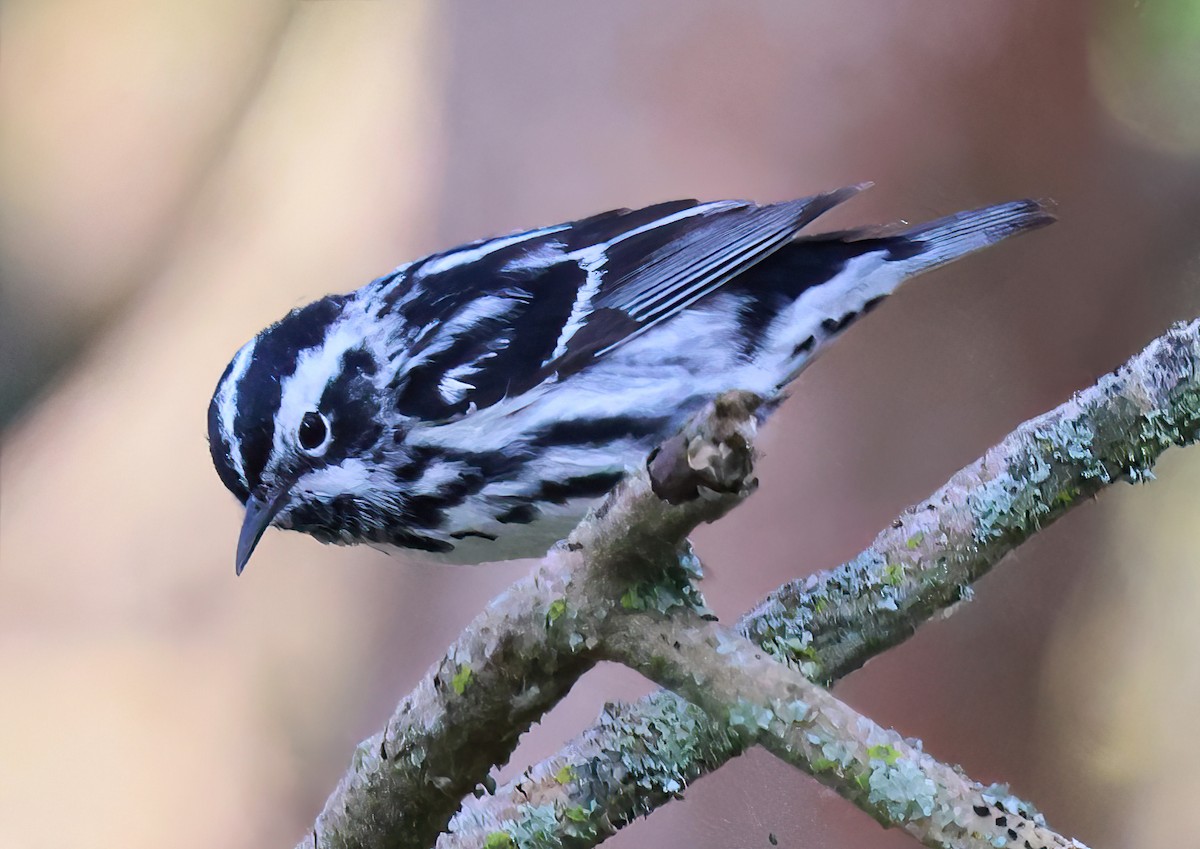Black-and-white Warbler - ML619484911