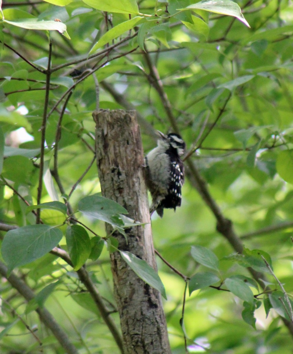 Downy Woodpecker - ML619484924