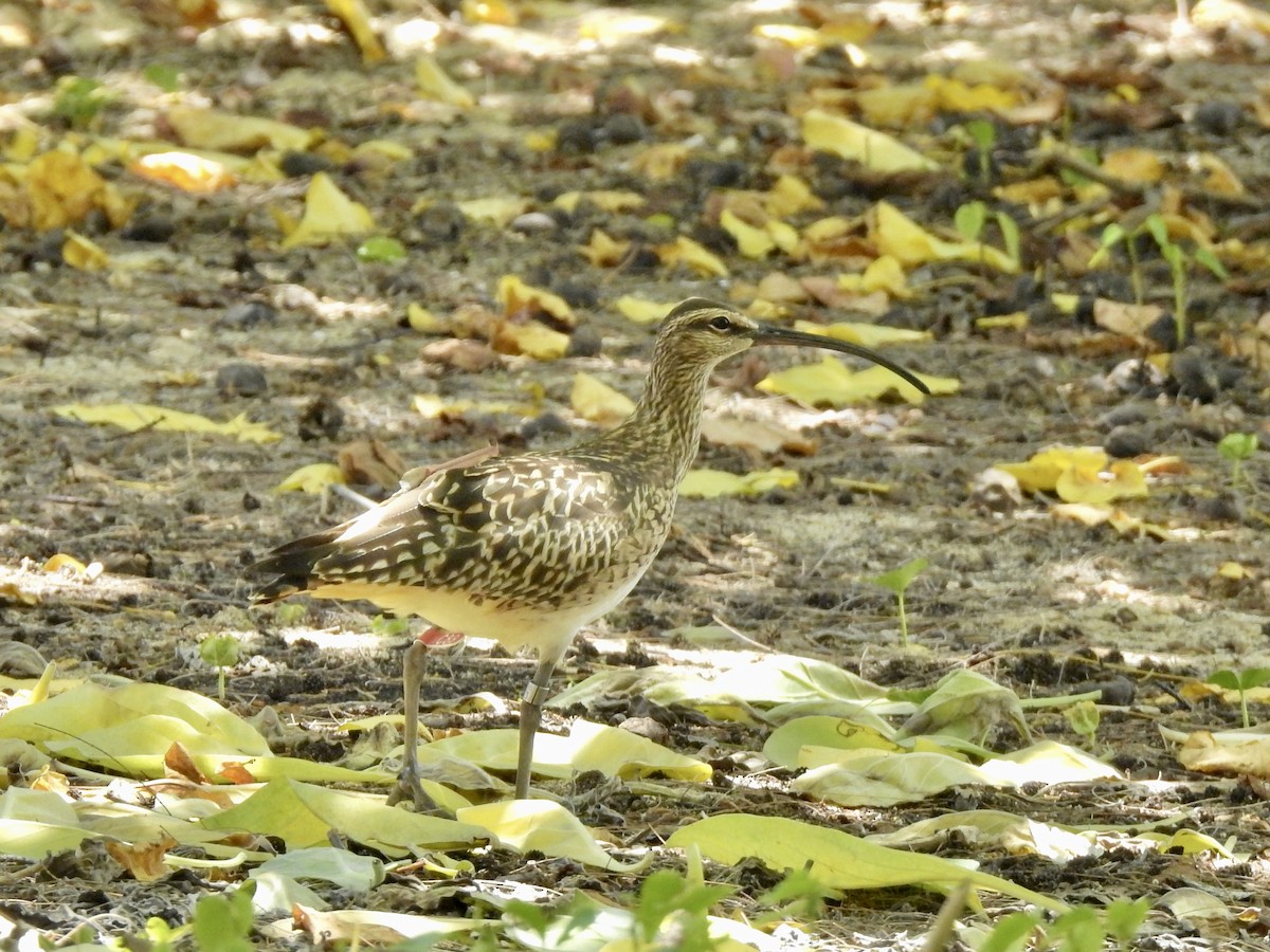 Bristle-thighed Curlew - ML619484960