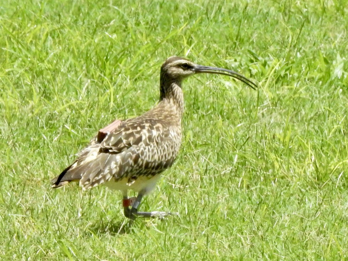 Bristle-thighed Curlew - ML619484967