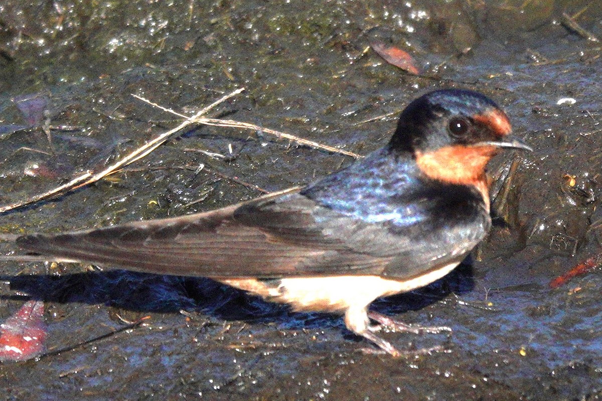 Barn Swallow - ML619484971