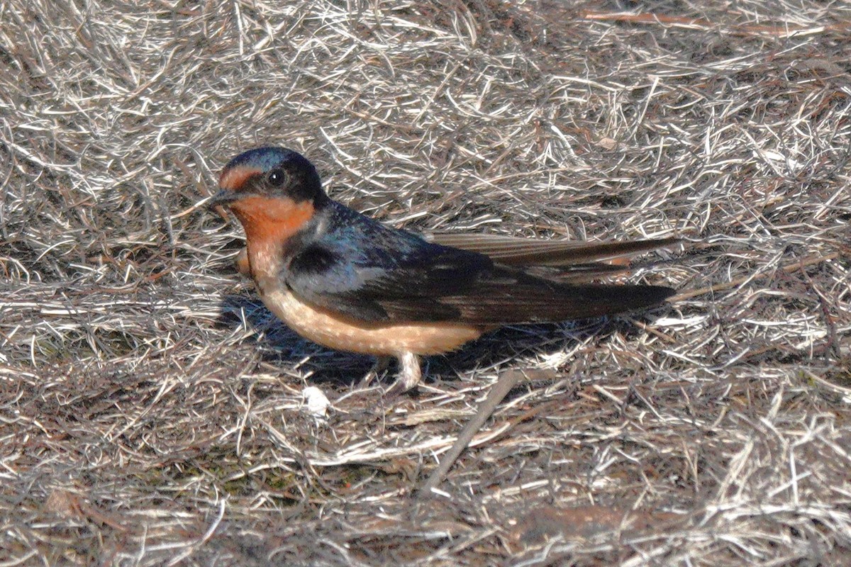 Barn Swallow - ML619484976